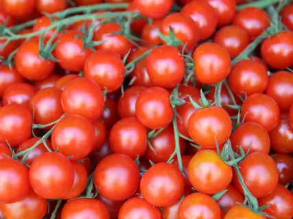 تصویر 1 از گوجه‌ فرنگی مینیاتوری خوش‌ طعم و یکدست مناسب سالاد
